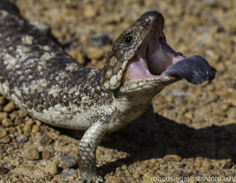 big skink